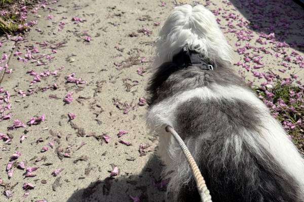 a walk with your dog