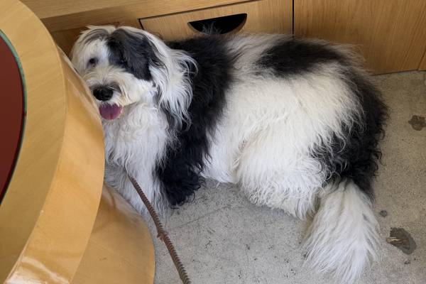 a walk with your dog