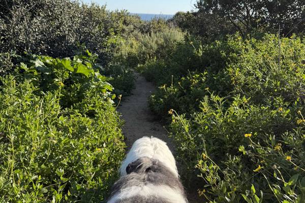 a walk with your dog